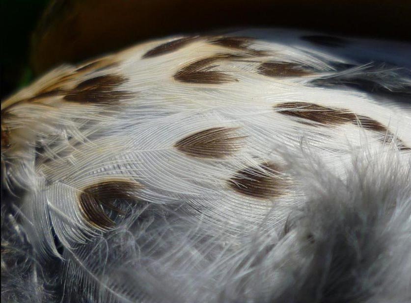 Plumes de grive musicienne