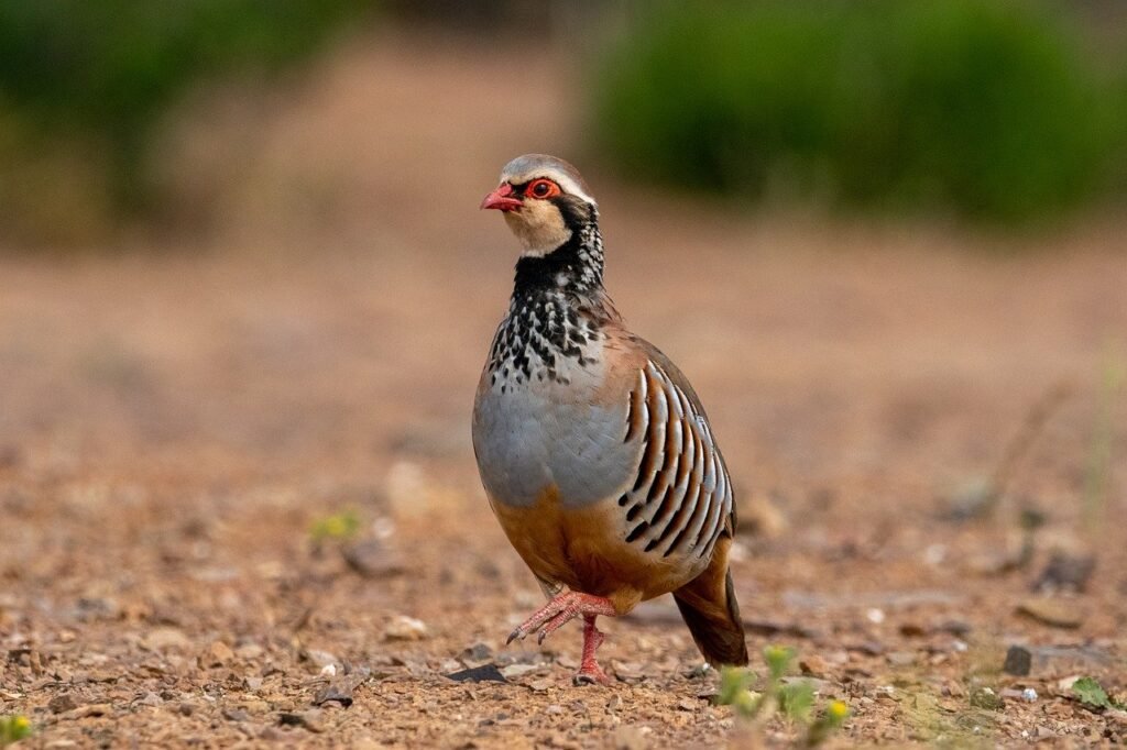 La perdrix rouge, petit gibier en Espagne