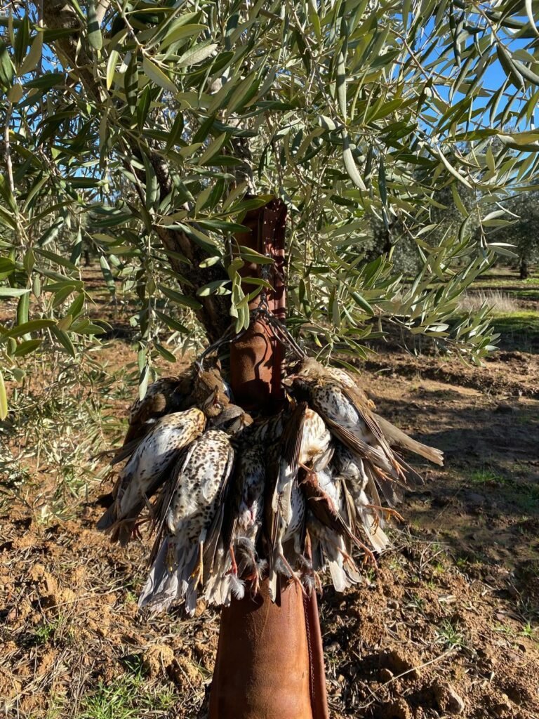 Des grives abattues un matin de chasse