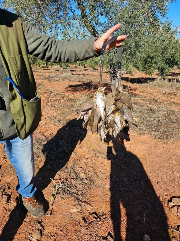 Grives chassées pendant la matinée à Sierra del Oro.