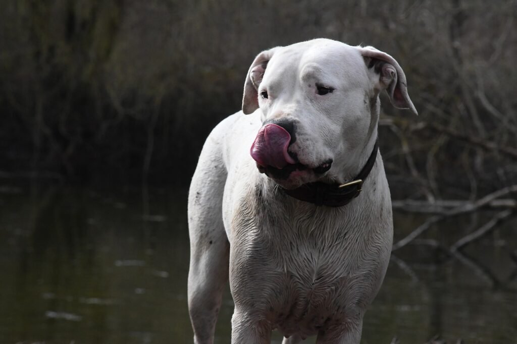 Chien de chasse espagnol: Le dogo canario