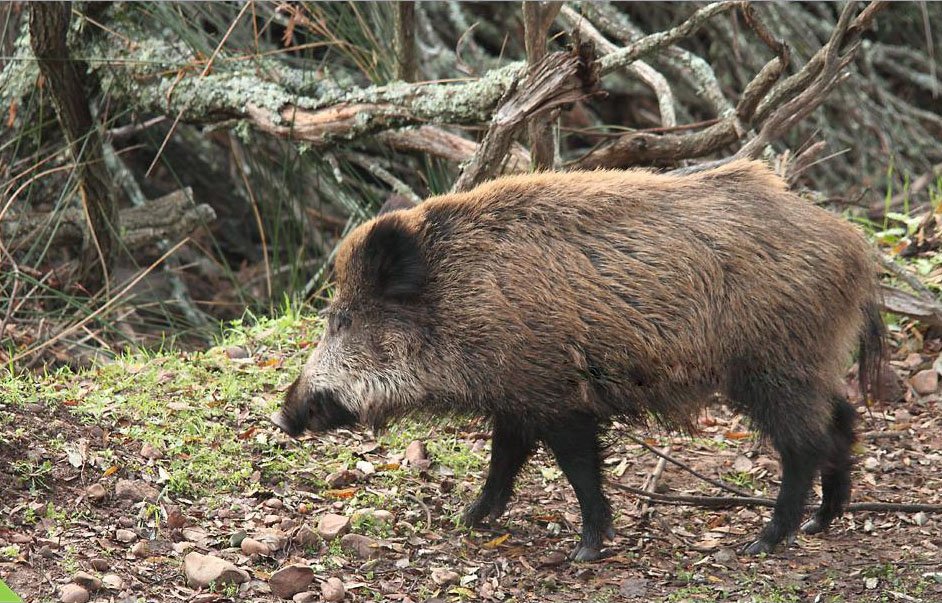 Chasse au sanglier