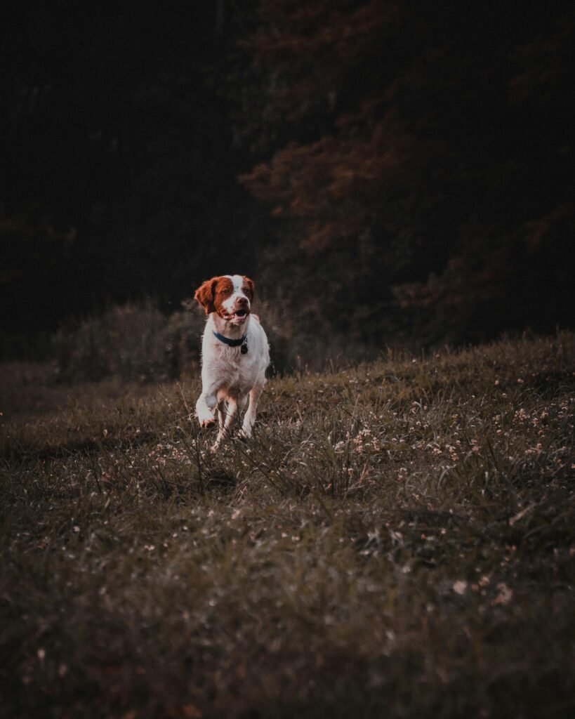 Chien de chasse espagnol: L'Épagneul Ibérique
