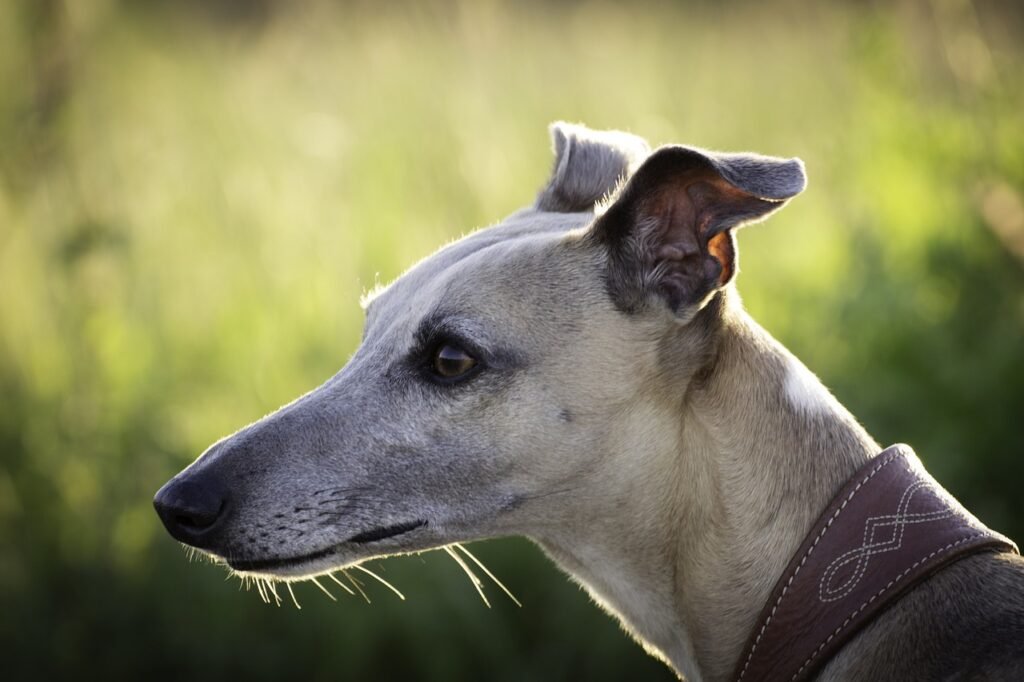 Chien de chasse espagnol: Le Lévrier Espagnol