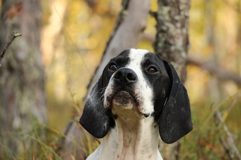 Chien de chasse espagnol: Le perdiguero de Burgos