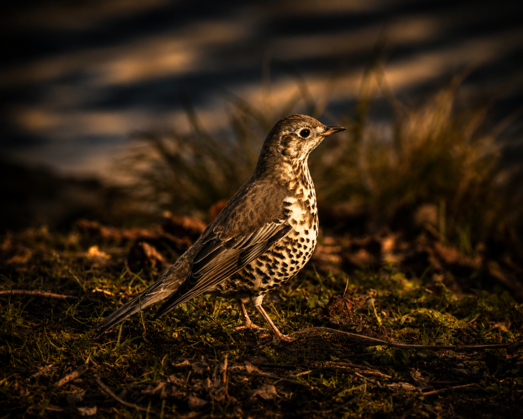 oiseaux migrateurs en Estrémadure